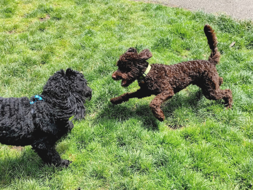 Two young dogs playing in a field