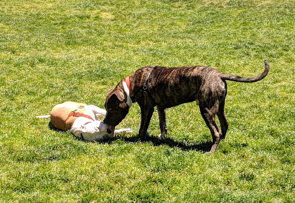 One dog sniffing another dog who is lying on their back in a field