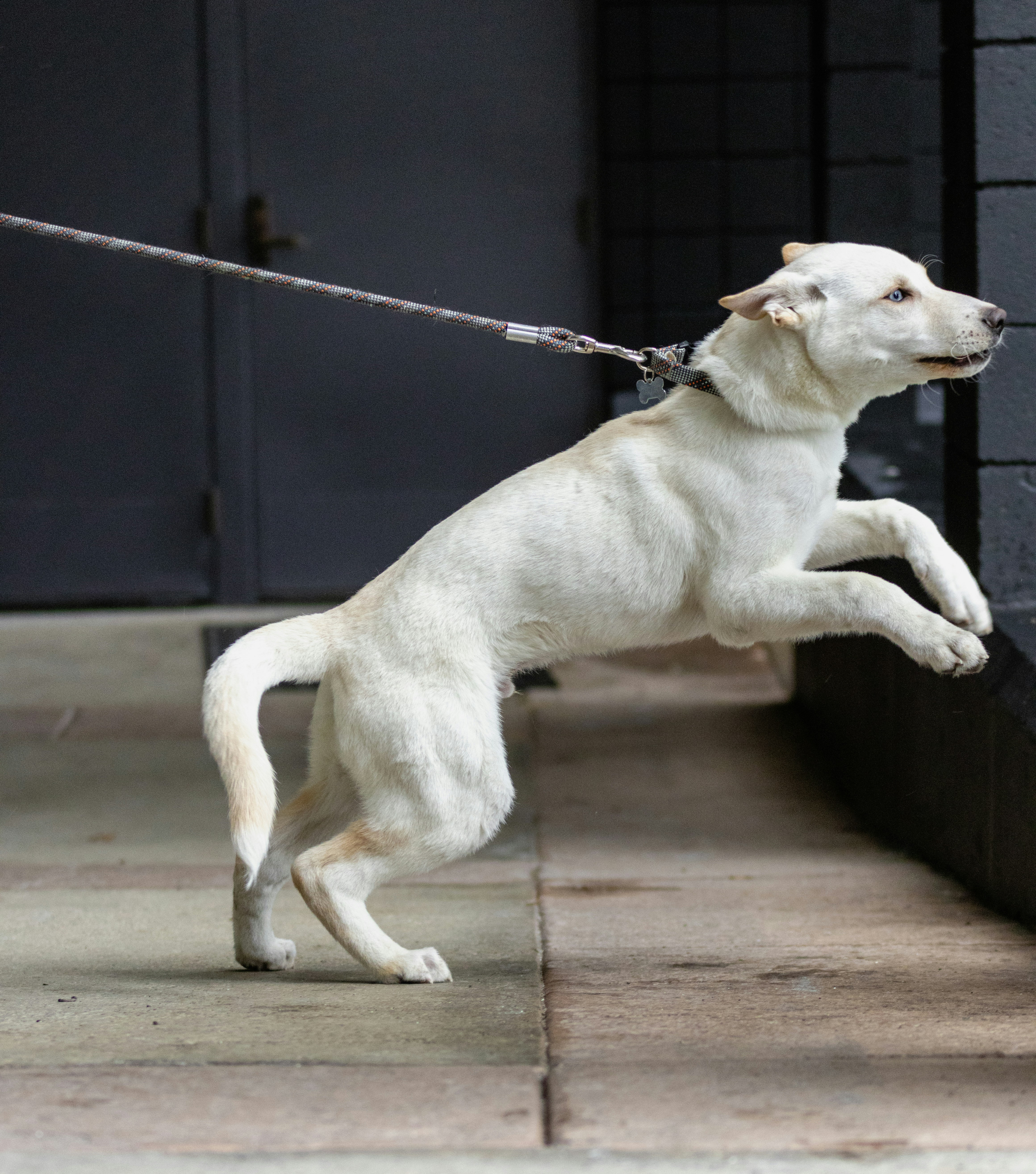 Photo of a young dog pulling on a leash.